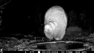 Video shows raccoon doing handstand in garden