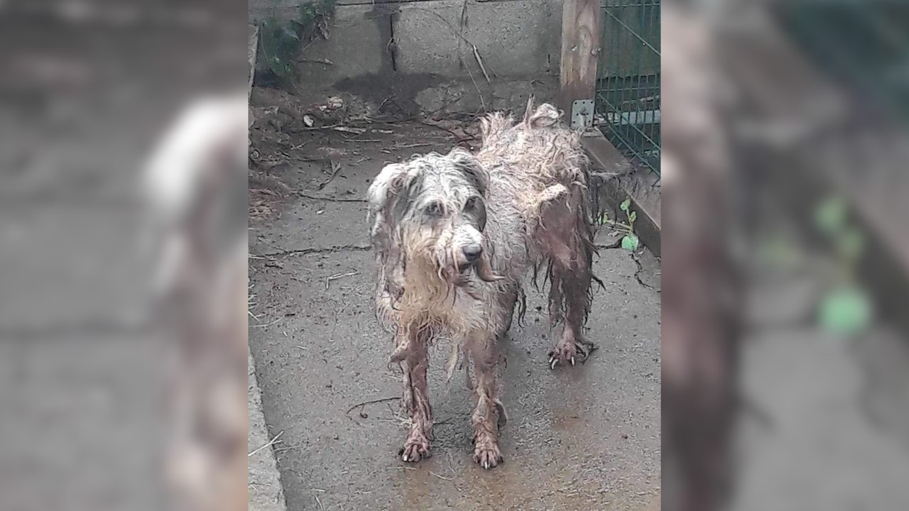 Négligée pendant des années et malade, cette chienne courageuse apprend à faire la paix avec son passé