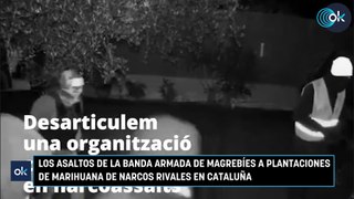 Los asaltos de la banda armada de magrebíes a plantaciones de marihuana de narcos rivales en Cataluña