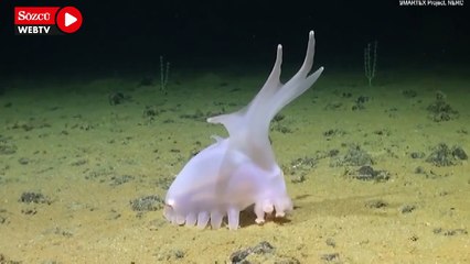 Denizin dibinde yiyecek arayan Barbie domuzu büyük ilgi görüyor