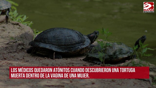 Médicos encuentran una tortuga muerta dentro de la vagina de una mujer