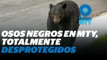 Osos en Nuevo León: ¿quién invade a quién? | Reporte Indigo