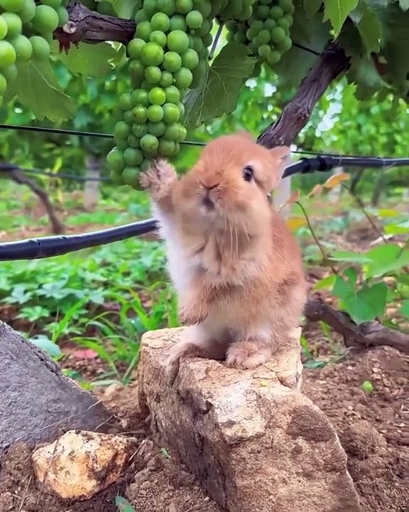 Cute rabbit eating leaves