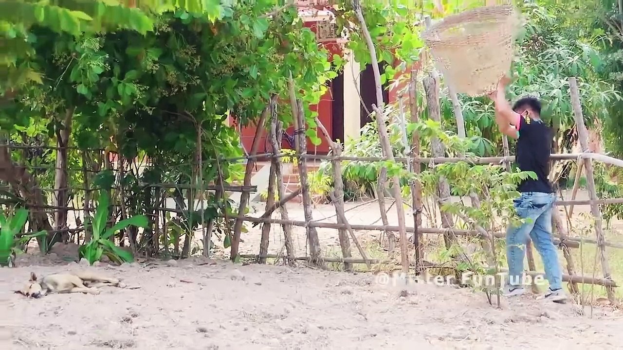 Wow !! Super Funny Bamboo Basket & Ring Prank on Dog  stuck in can't run!