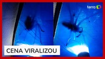 Homem deixa internautas em pânico ao mostrar aranha gigante em acampamento no ES