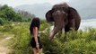Un éléphant repousse une femme