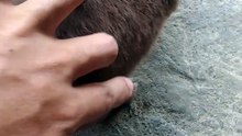 My dog named Chocolate  part 1