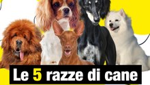 I 5 cani più costosi del mondo
