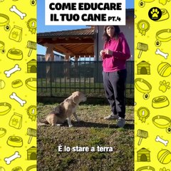 Come educare il tuo cane parte 4