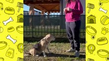 Come educare il tuo cane parte 4