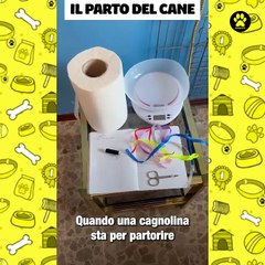 La nascita dei cuccioli di Beagle