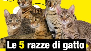 5 razze di gatti più costose al mondo