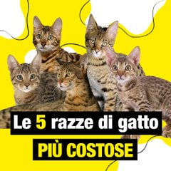 5 razze di gatti più costose al mondo