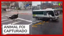 Avestruz escapa de zoológico, corre por avenida e atrapalha trânsito na Coreia do Sul
