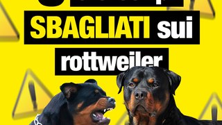 5 stereotipi sbagliati sui Rottweiler