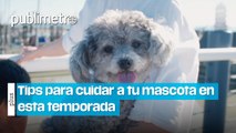 Tips para cuidar a tu mascota en esta temporada de calor