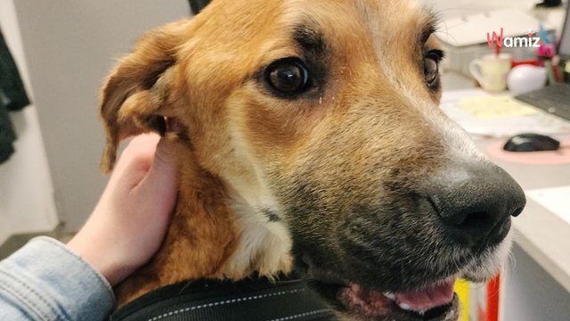 Un homme contacte le refuge pour un chien errant : tout n’est que mensonge et méchanceté