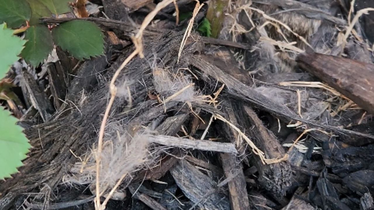 Petals and paws: Gardener discovers bunny bliss beneath the rose bush