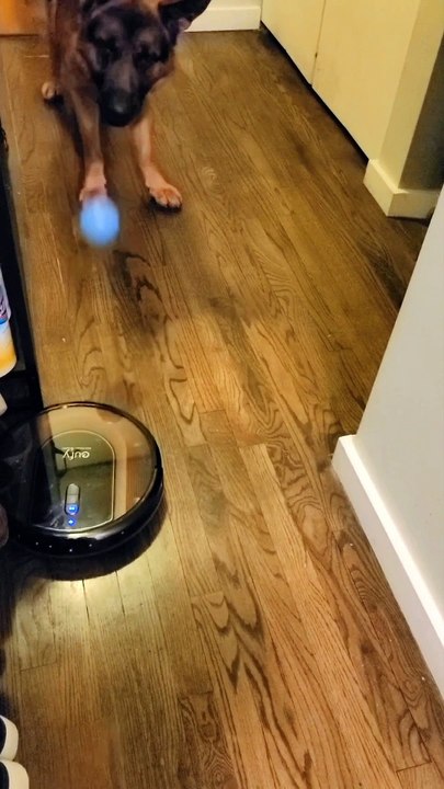 German Shepherd Tries To Get Robot Vacuum to Play Ball