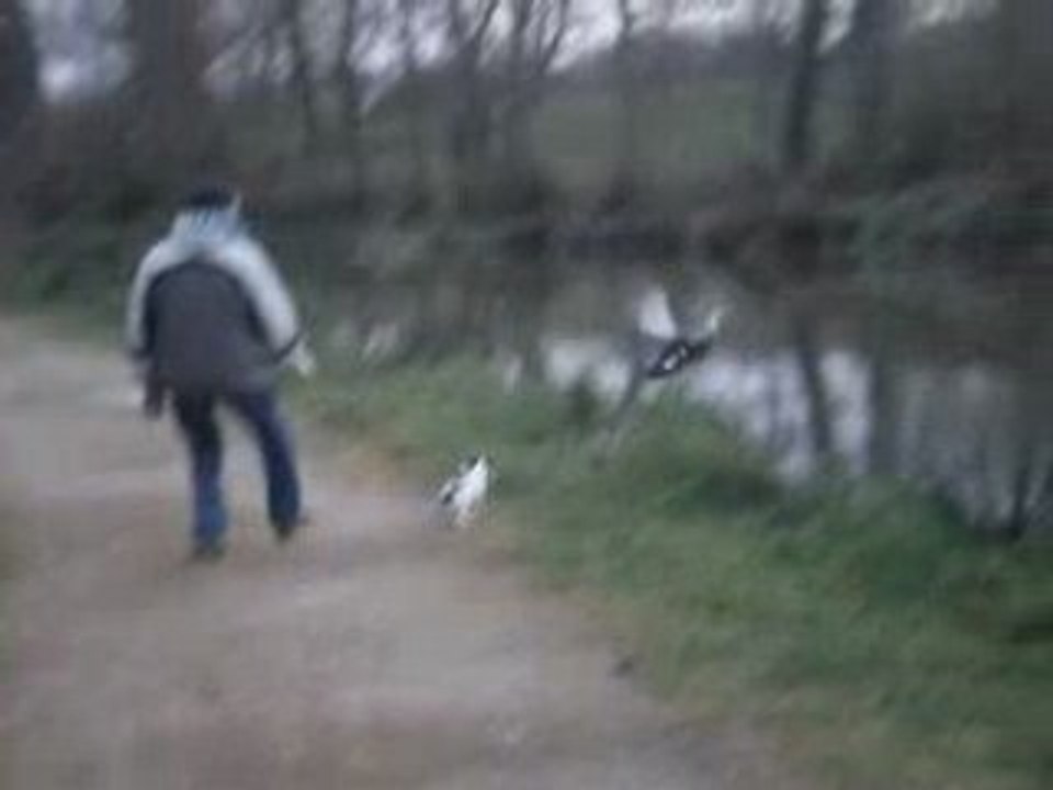 chasse au canard