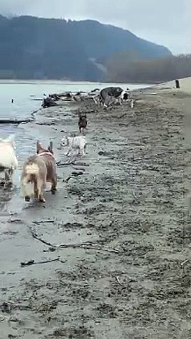 French Bulldog Puppy Stumbles While Playing