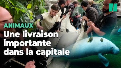 Au zoo de Paris, l’arrivée délicate d’une femelle lamantin pour sauver à terme l’espèce menacée