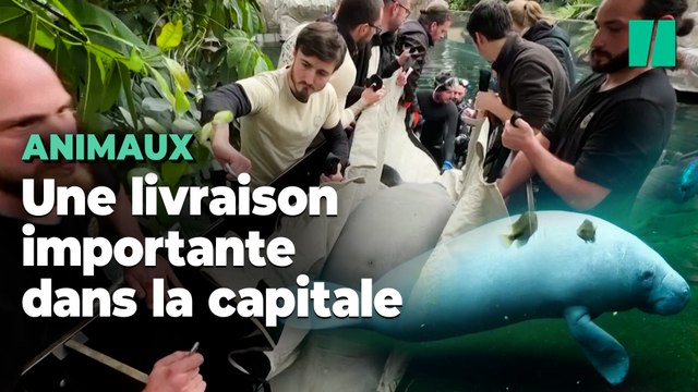 Au zoo de Paris, l’arrivée délicate d’une femelle lamantin pour sauver à terme l’espèce menacée