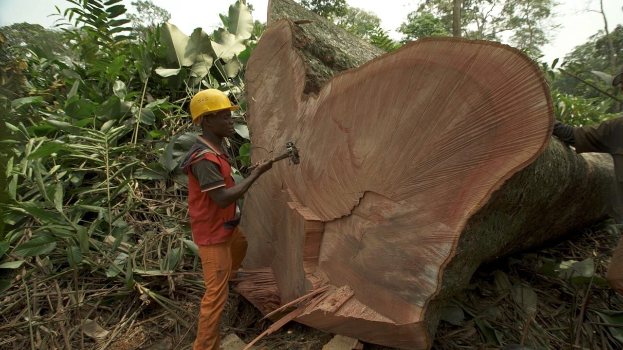 A la reconquête des forêts