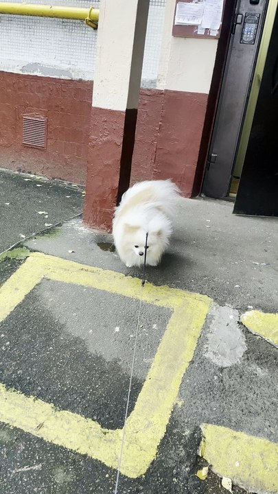 Little  Dog Walks on His Front Paws