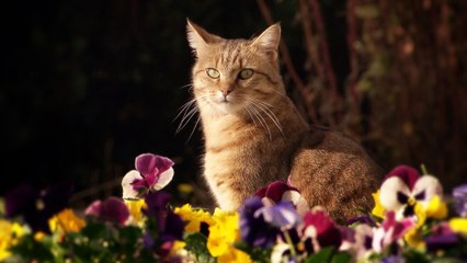 La vie secrète des chats