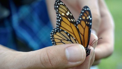 Darwin à la ville : l'évolution en milieu urbain