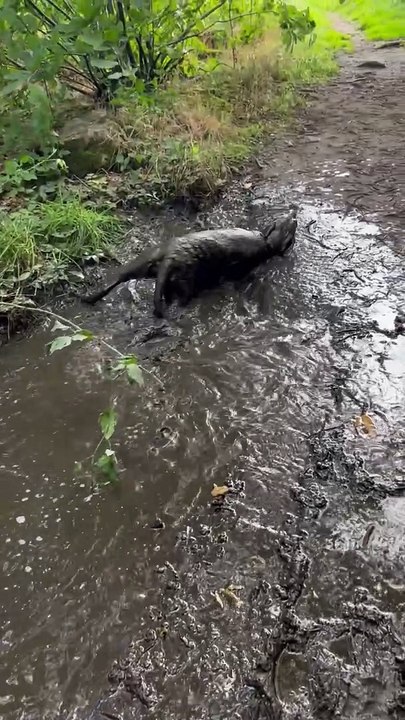 Chocolate Lab Goes Mud Snorkeling