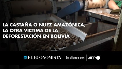 La castaña o nuez amazónica, la otra víctima de la deforestación en Bolivia