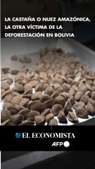 La castaña o nuez amazónica, la otra víctima de la deforestación en Bolivia
