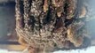 Após 5 anos “escondida”, colmeia de abelha é removida pela Defesa Civil