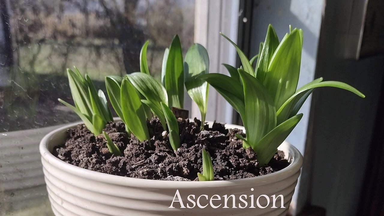 Sean Ferree - Ascension (Official Music Video)