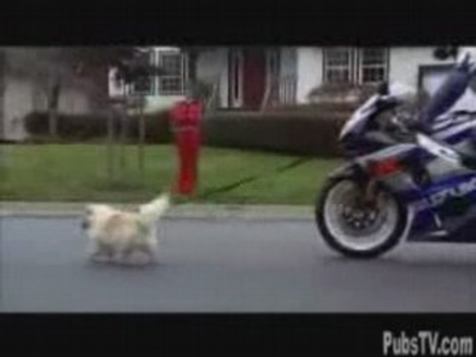 Susuki dog