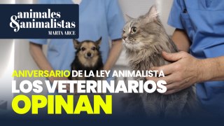 El presidente de los veterinarios hace balance del aniversario de la ley de Bienestar Animal