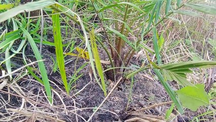 tidak terasa pohon sawit udah mulai membesar batang pohonya