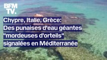Chypre, Italie, Grèce: des punaises d'eau géantes 