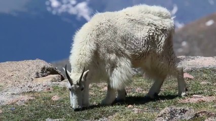climbing falling mountain goat