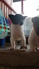 My Fur Babies!!