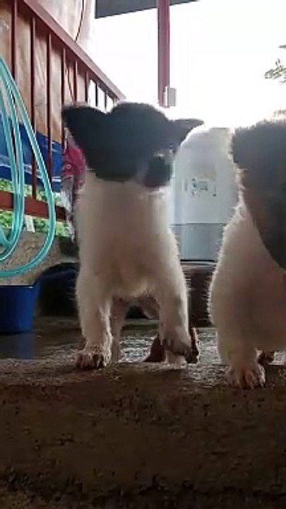 My Fur Babies!!