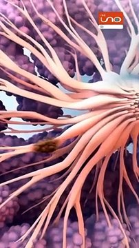 #EnRedUno | Una herramienta de IA podría detectar el cáncer de mama hasta cinco años antes de su desarrollo