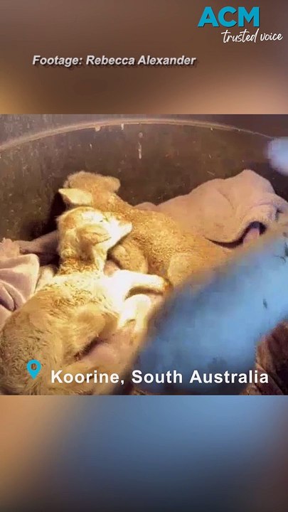 Ewe gives birth to rare sextuplets