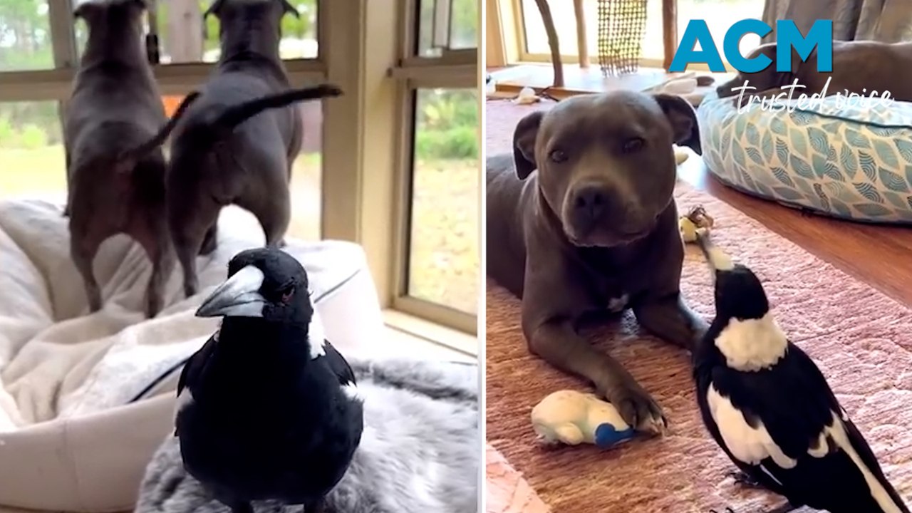 Molly the insta-famous Aussie magpie seized