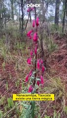 Glamping Octli: campamento de lujo cerca del Santuario de Luciérnagas
