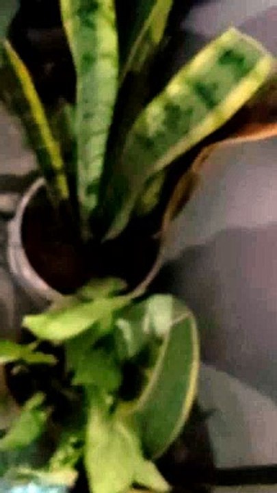 my plant