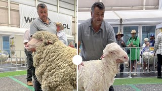 Watch the supreme Merino exhibit go under the shears at Sydney Royal