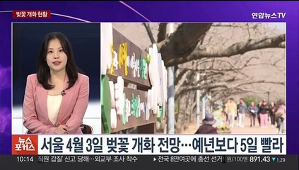 [뉴스포커스] 축제는 열렸는데 벚꽃은 없다?…벚꽃 개화 상황은